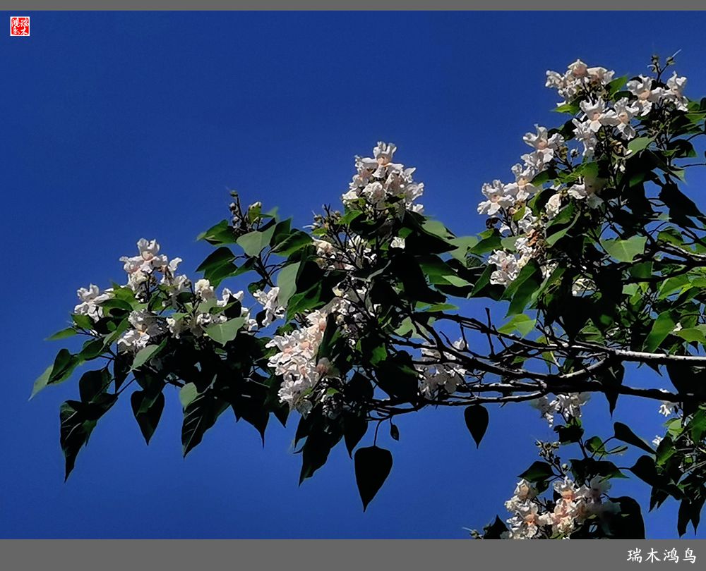 【北坞油菜花季】4.那花那草共舞春天