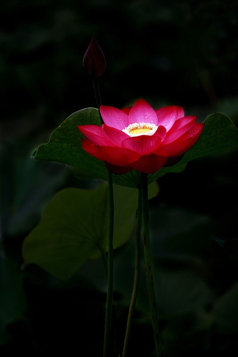 接天莲叶无穷碧，映日荷花别样红。