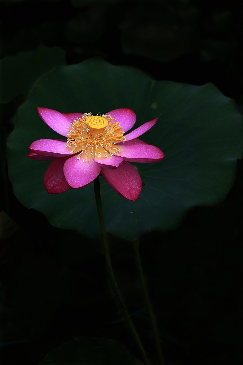 接天莲叶无穷碧，映日荷花别样红。