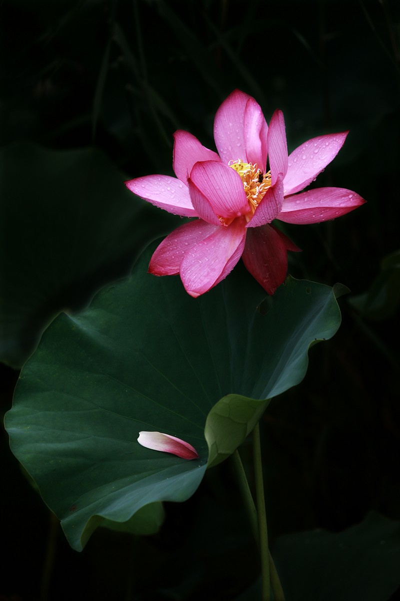 接天莲叶无穷碧，映日荷花别样红。