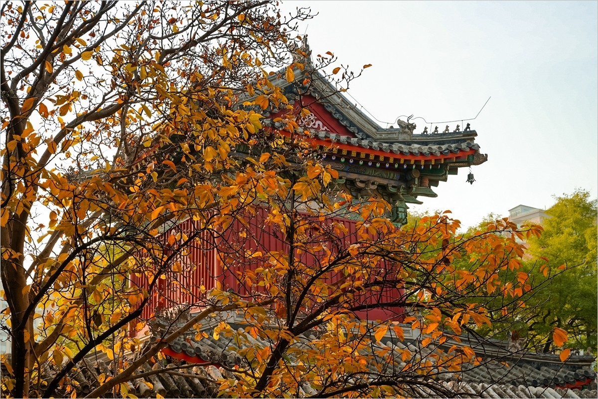 2024年第0893贴-北京万寿寺风光游拍（1202）-中关村在线摄影论坛