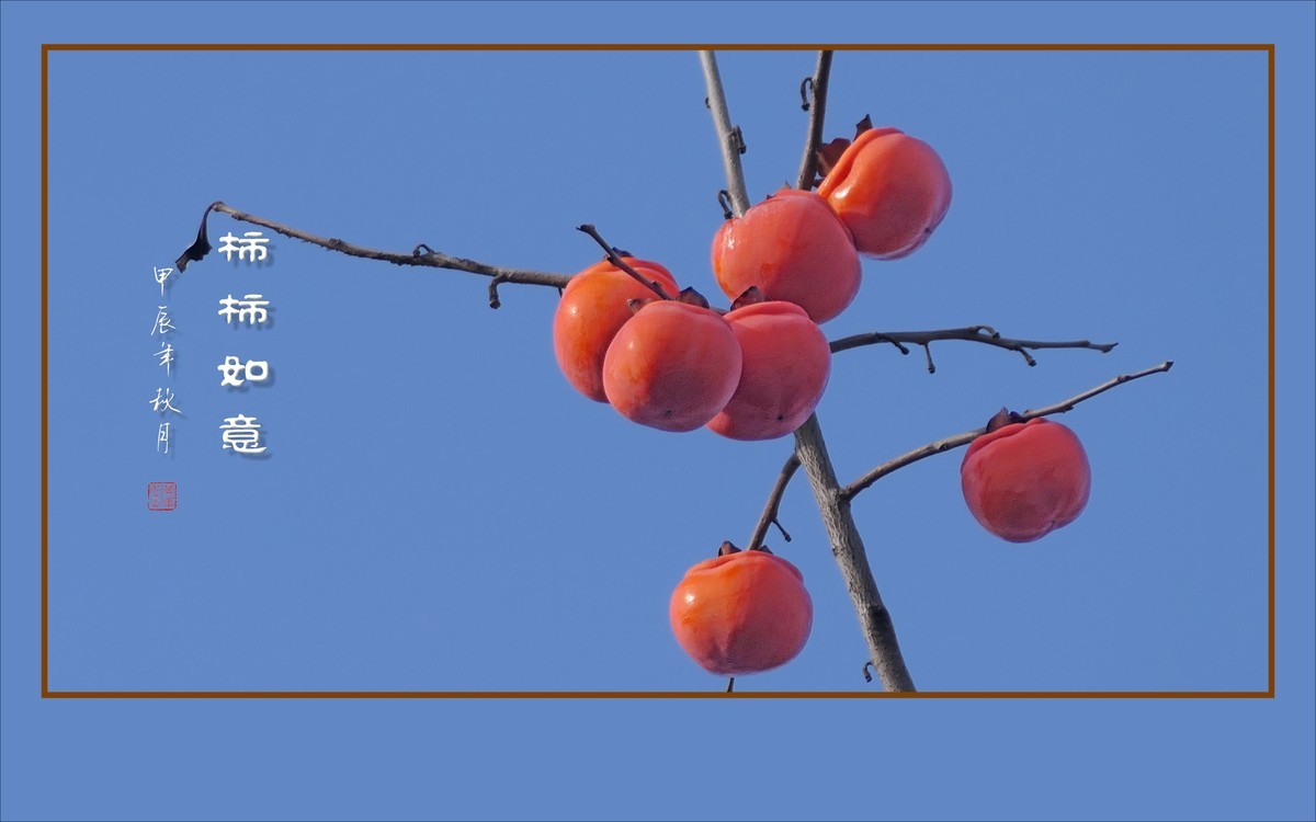 柿柿如意生，生意如柿柿
