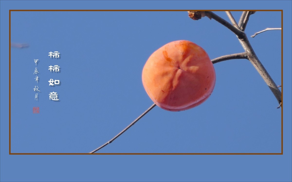 柿柿如意生，生意如柿柿