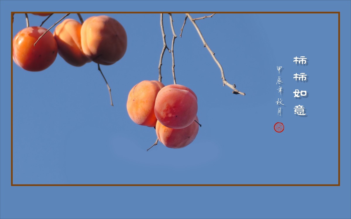 柿柿如意生，生意如柿柿