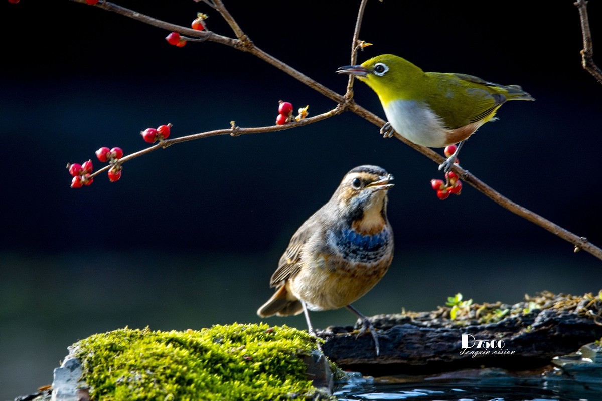 一雀又一雀（30）