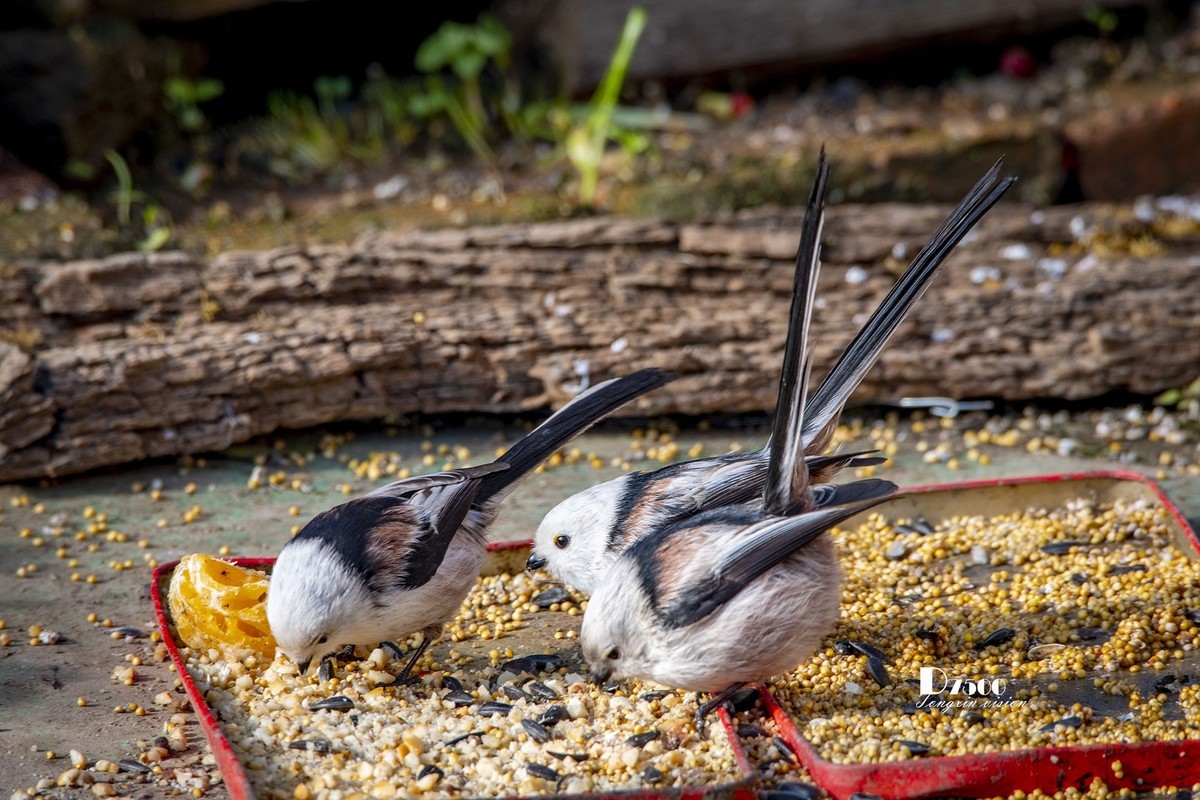 一雀又一雀（30）
