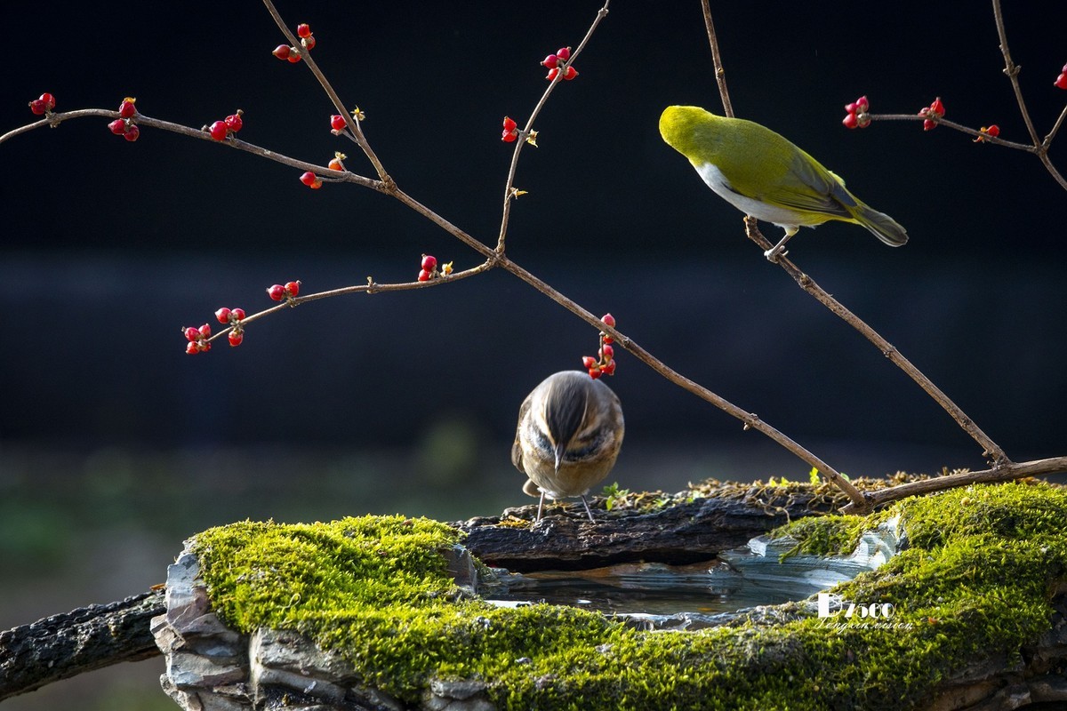 一雀又一雀（30）
