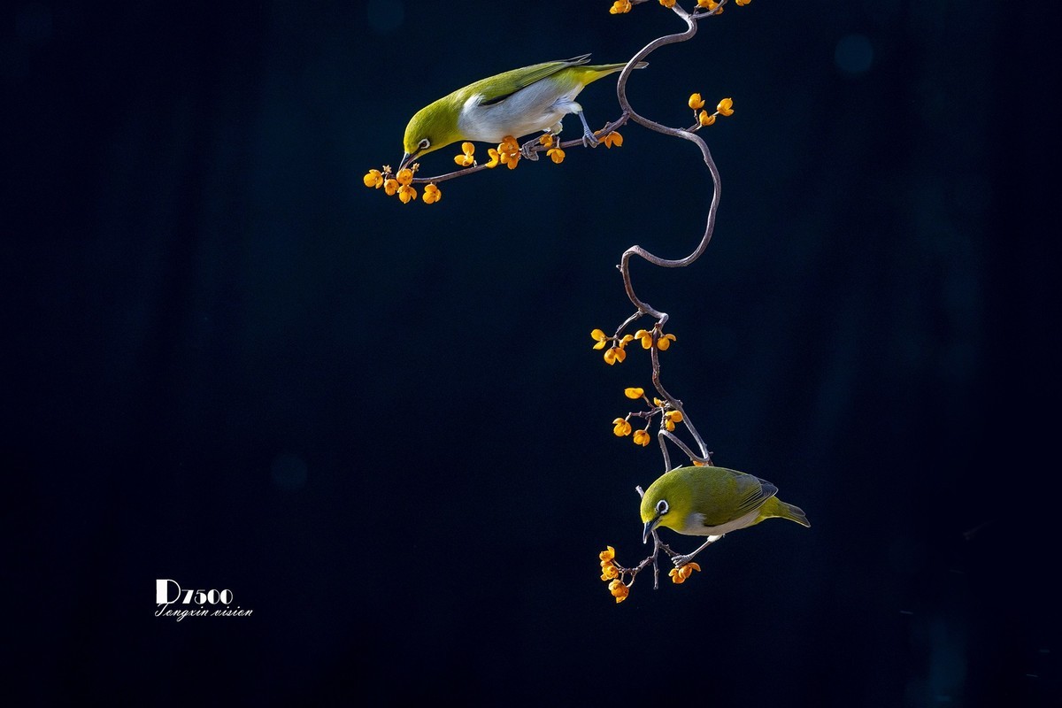 一雀又一雀（30）