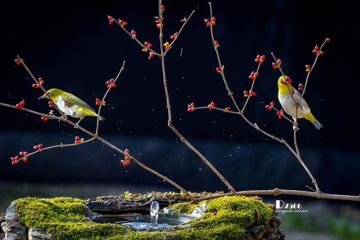 一雀又一雀（30）