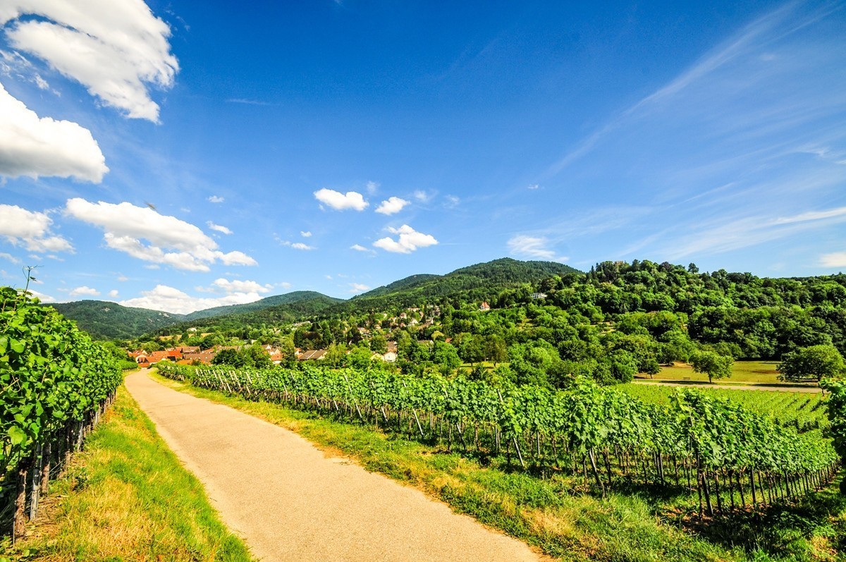 葡萄山记（残幅超广光效）