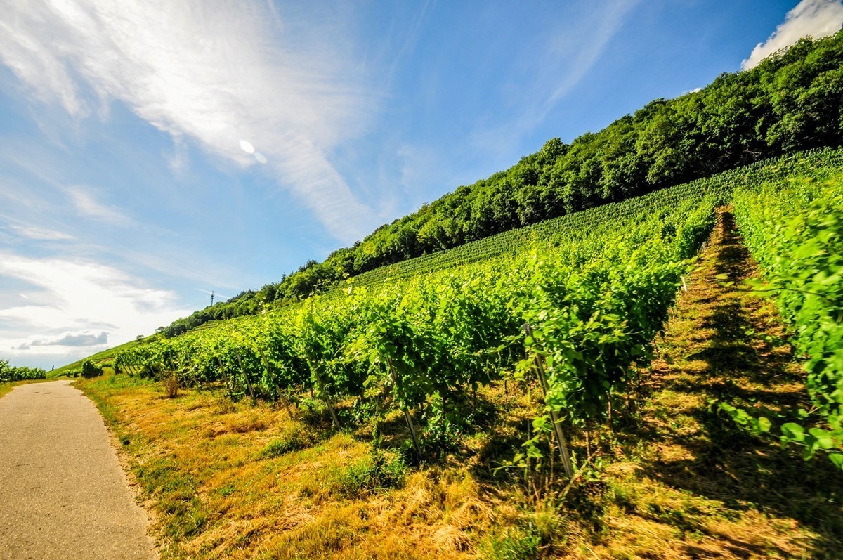 葡萄山记（残幅超广光效）