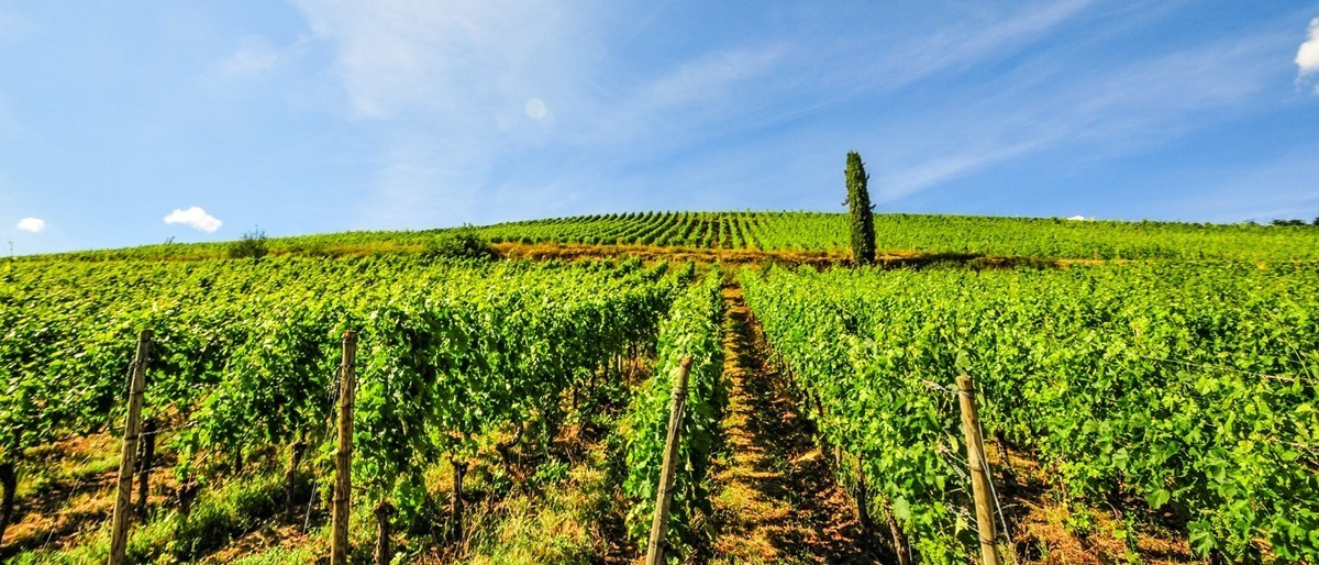 葡萄山记（残幅超广光效）