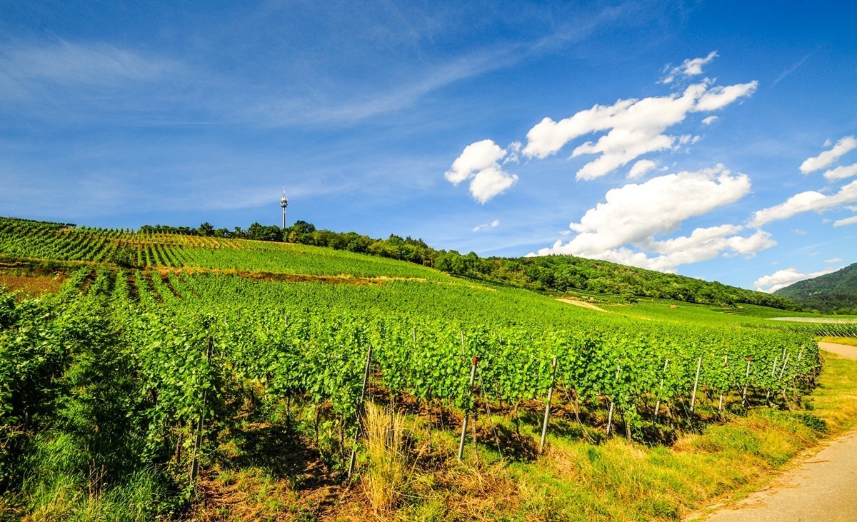 葡萄山记（残幅超广光效）