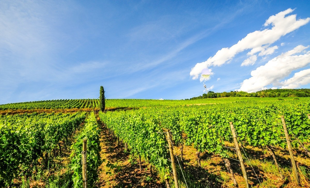 葡萄山记（残幅超广光效）