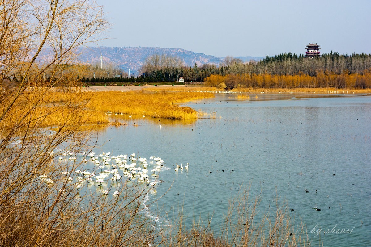 三门峡天鹅湖【下】