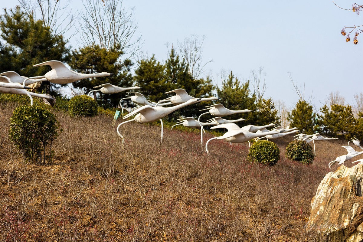 三门峡天鹅湖【下】