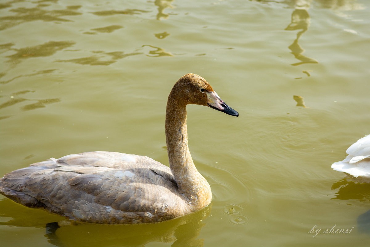 三门峡天鹅湖【下】