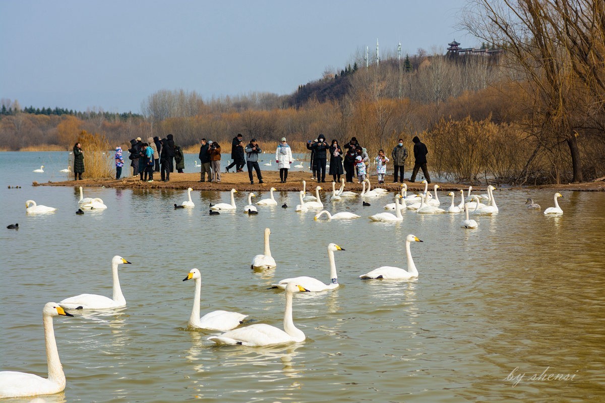三门峡天鹅湖【下】