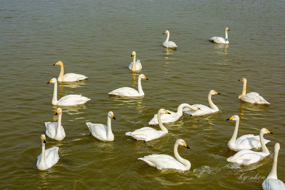 三门峡天鹅湖【下】