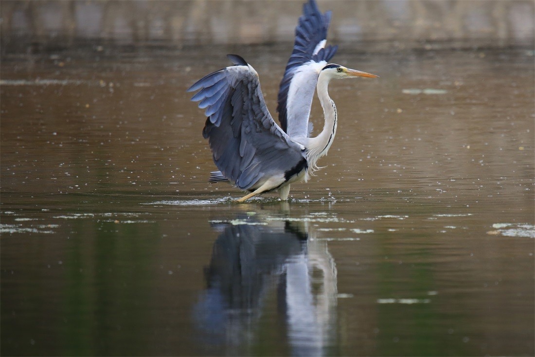 石家庄湿地公园的灰鹭