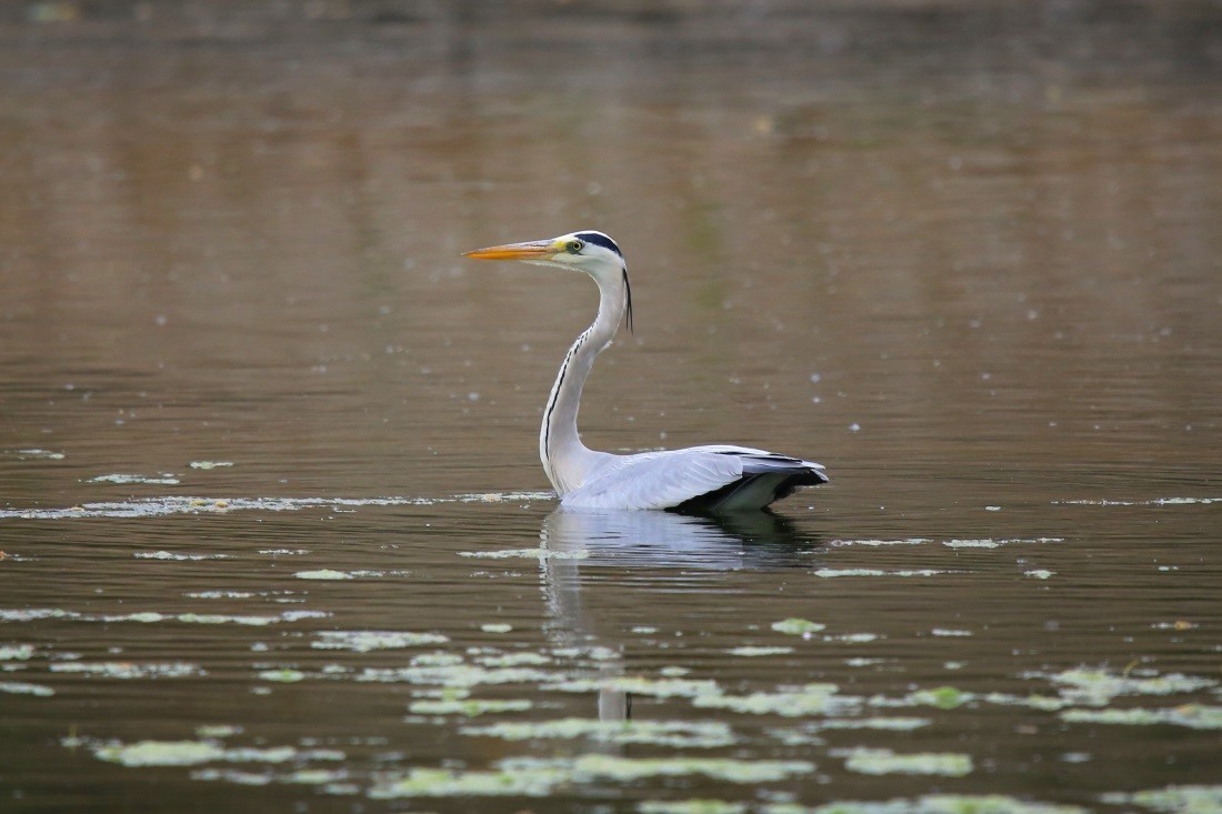 石家庄湿地公园的灰鹭
