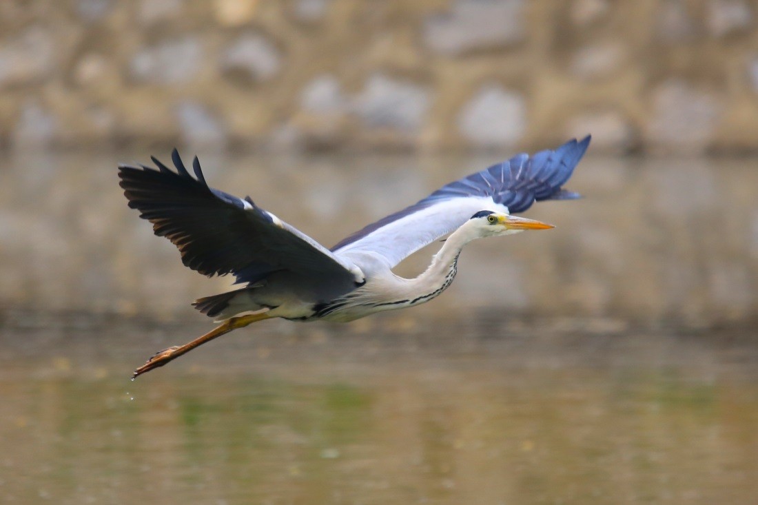 石家庄湿地公园的灰鹭