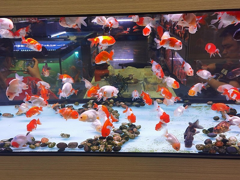 《不老松：纪实摄影》手机拍杨柳青花卉「魚片」 (19)