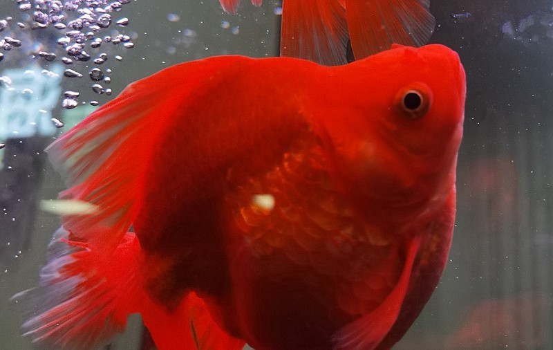 《不老松：纪实摄影》手机拍杨柳青花卉「魚片」 (19)