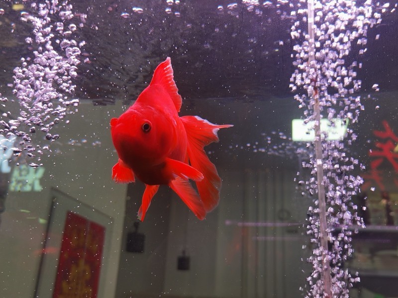 《不老松：纪实摄影》手机拍杨柳青花卉「魚片」 (19)