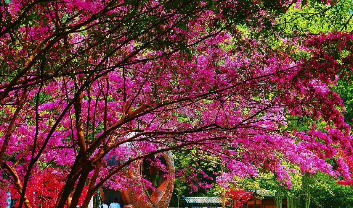 活跃贴《如何扫街抓拍妹子和风景花草》夏天适合街拍扫街抓拍热闹片!加油啊!哈哈!