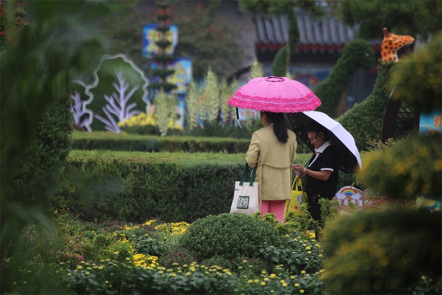 洛阳秋雨赏菊花百姓入镜来