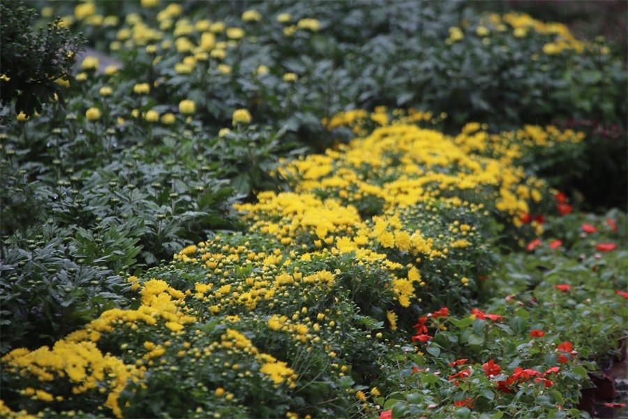 洛阳秋雨赏菊花百姓入镜来