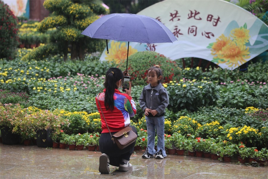 洛阳秋雨赏菊花百姓入镜来