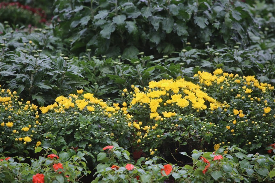 洛阳秋雨赏菊花百姓入镜来
