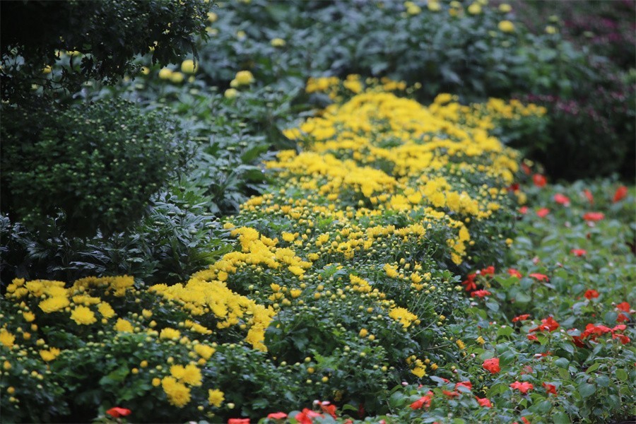 洛阳秋雨赏菊花百姓入镜来