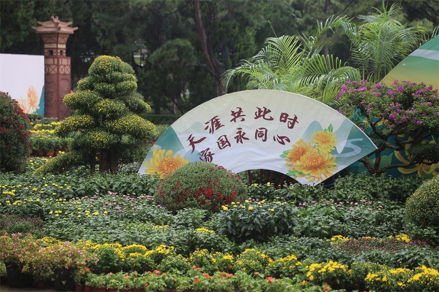 洛阳秋雨赏菊花百姓入镜来