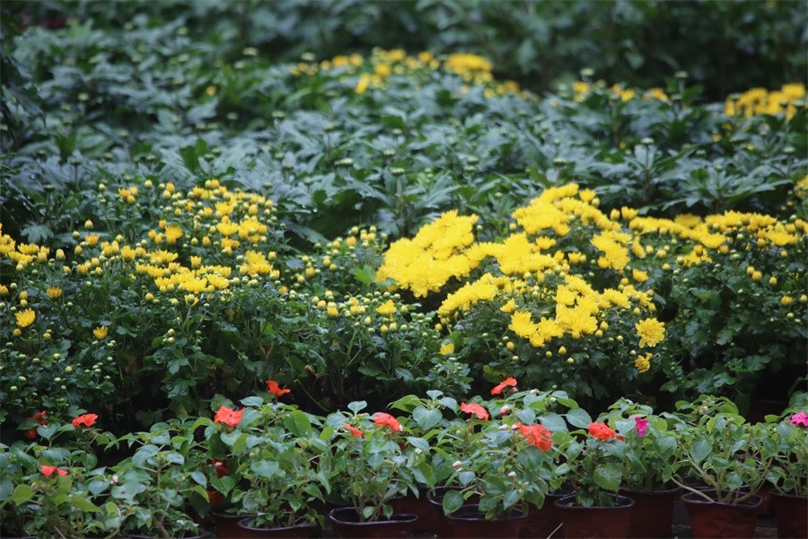 洛阳秋雨赏菊花百姓入镜来