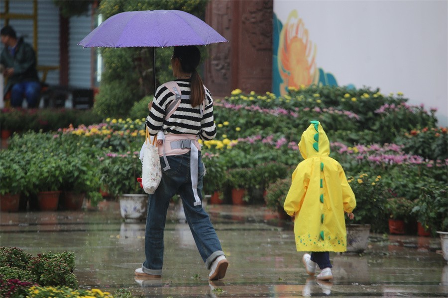 洛阳秋雨赏菊花百姓入镜来