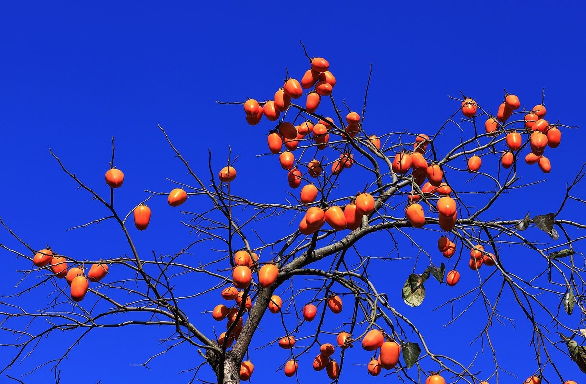 影像温州丨永嘉东炉村：林枫欲老柿将熟，秋在万山深处红