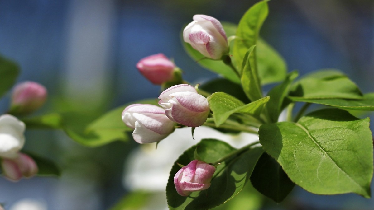 春暖三月海棠花开