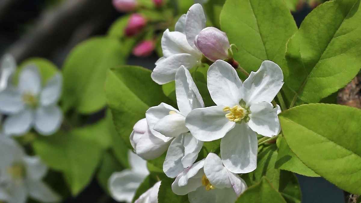 春暖三月海棠花开