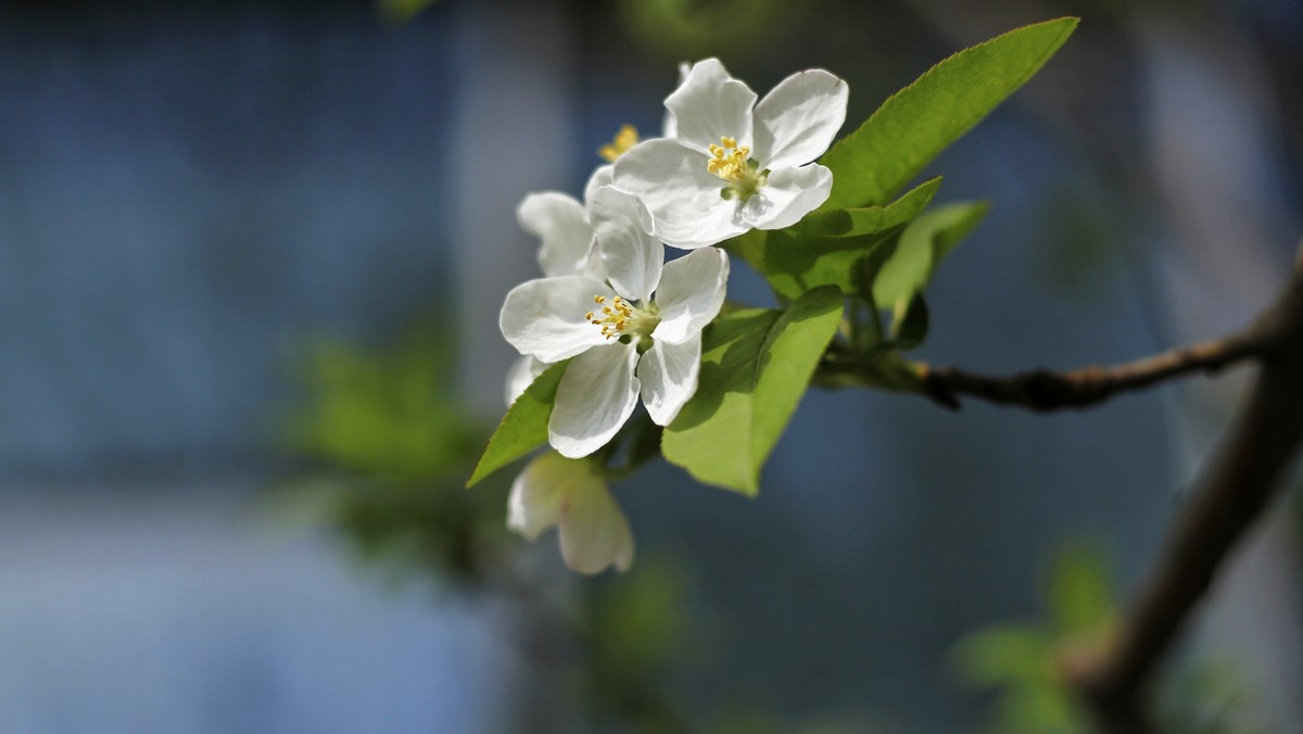 春暖三月海棠花开