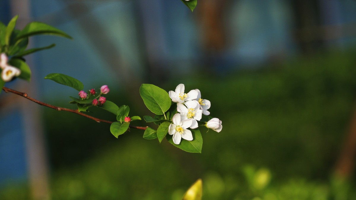 春暖三月海棠花开