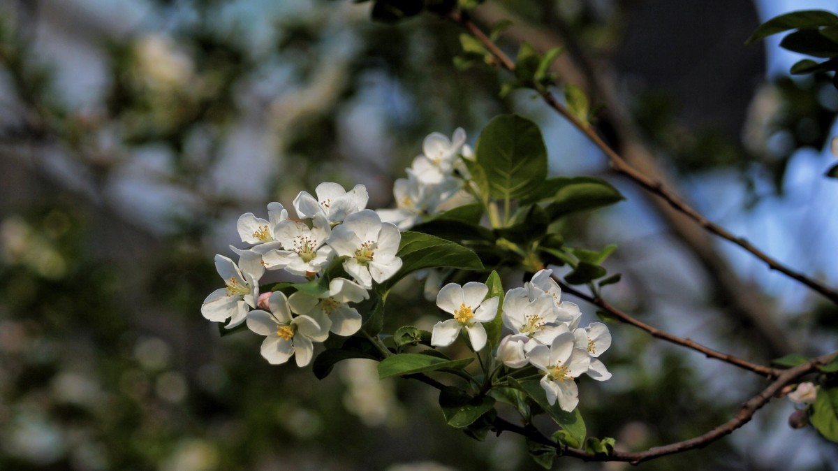 春暖三月海棠花开