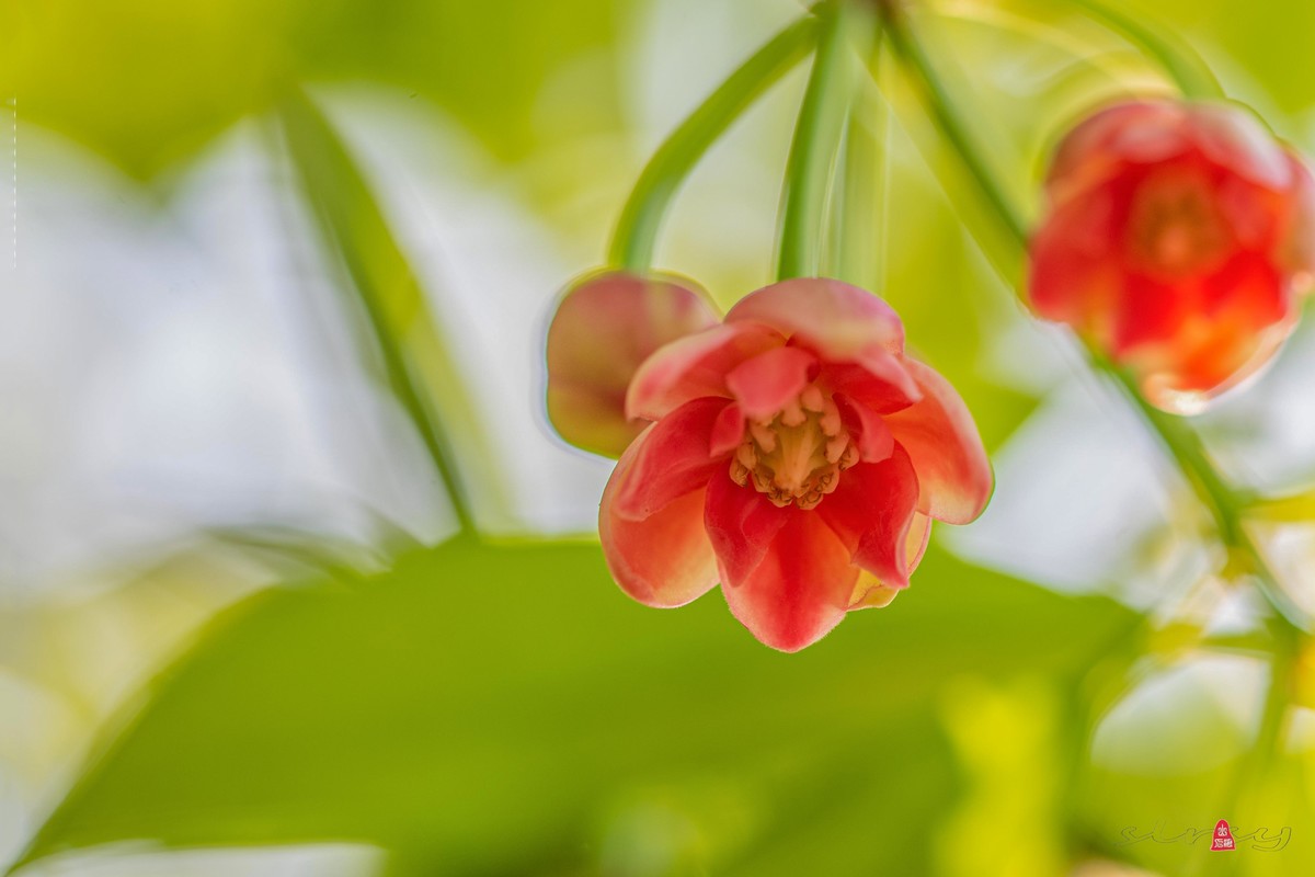 珍稀名木——孩儿莲（二）