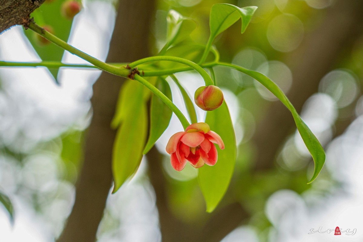 珍稀名木——孩儿莲（二）