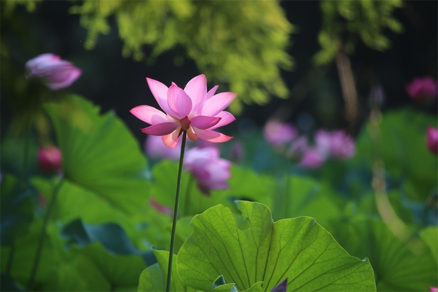 荷花映佳丽影友百姓入画来