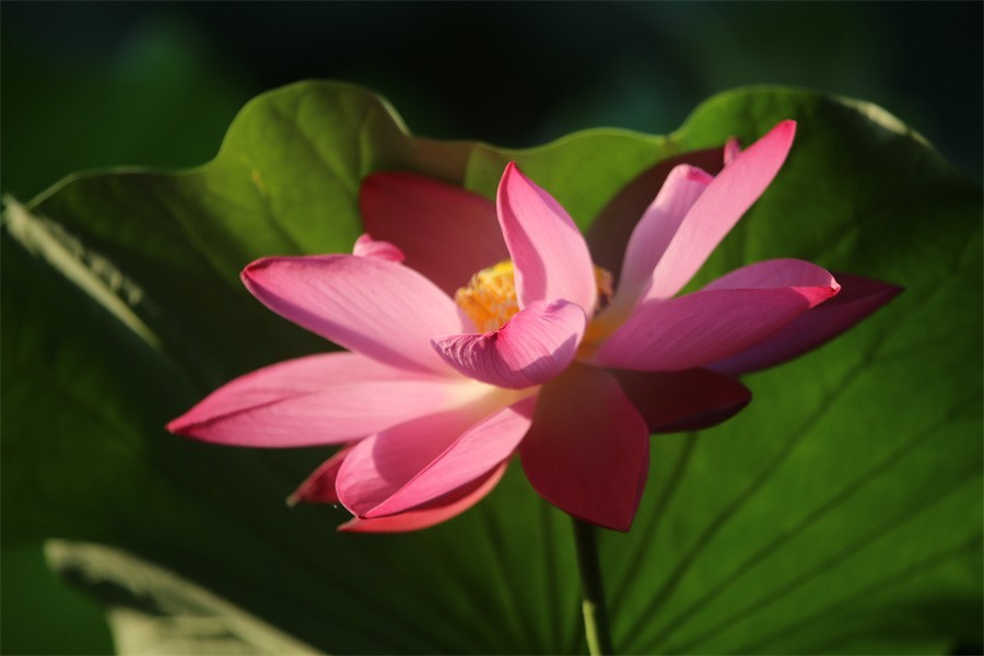 荷花映佳丽影友百姓入画来