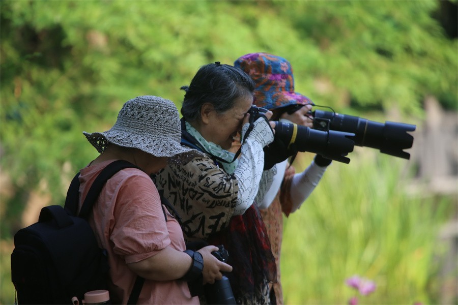 荷花映佳丽影友百姓入画来