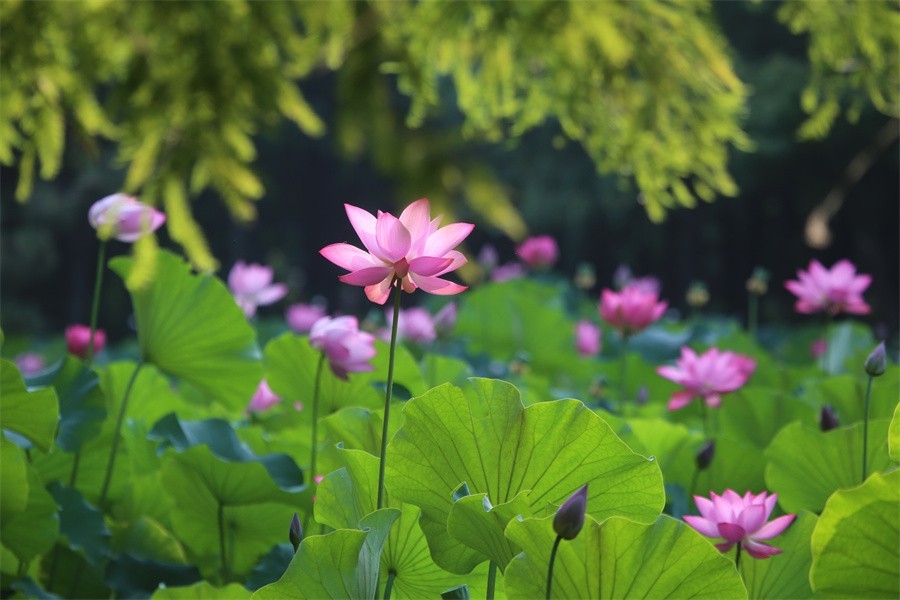 荷花映佳丽影友百姓入画来